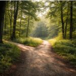 Bifurcation naturelle dans un sentier forestier, lumière douce, sans direction imposée