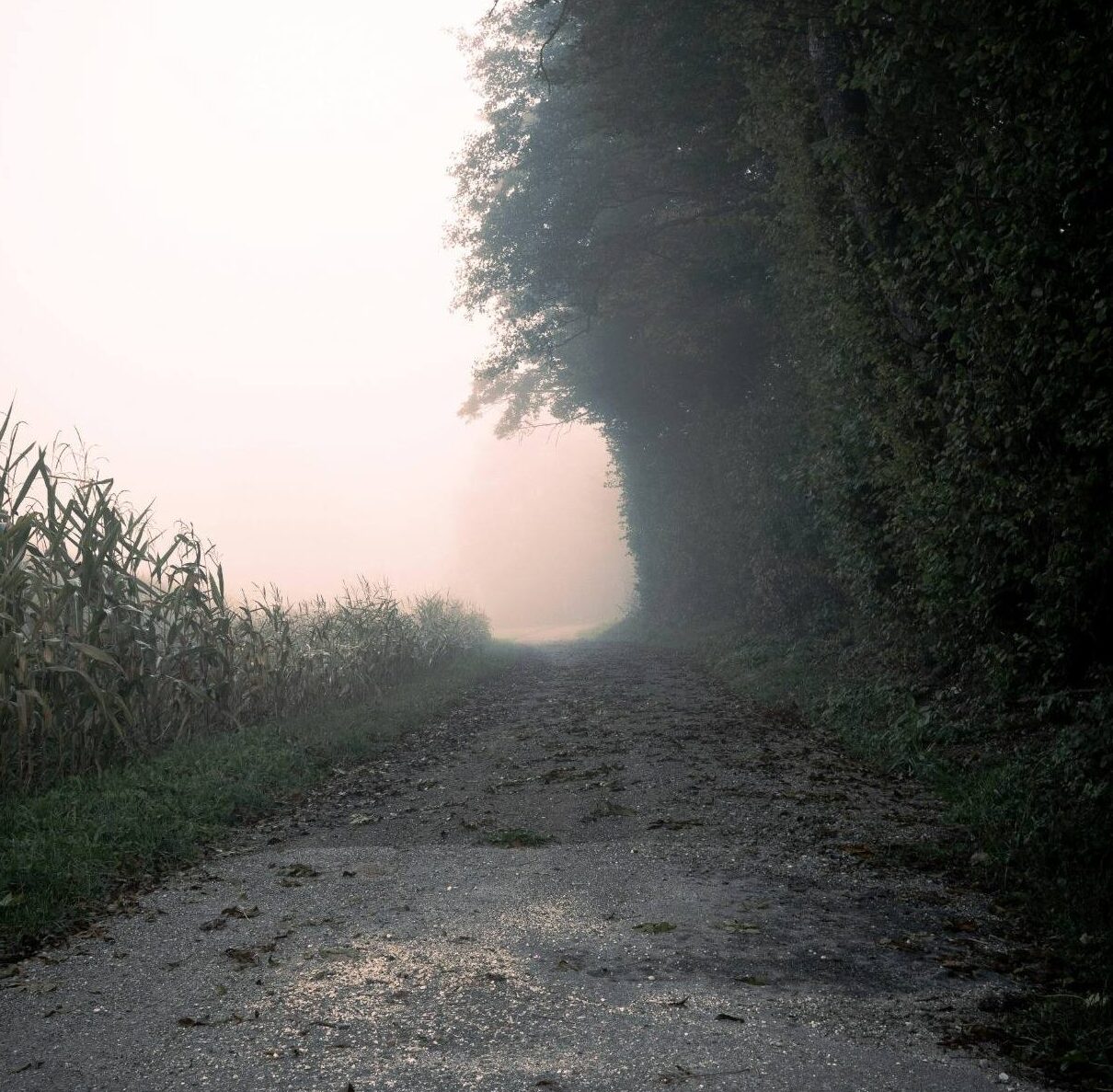Chemin de terre menant vers une lumière dorée au loin, symbole de clarté et d’appel intérieur