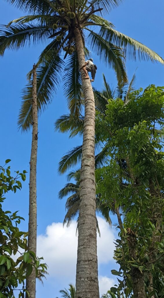 Habitant grimpant à un cocotier pour récolter des noix de coco dans un village de Lombok