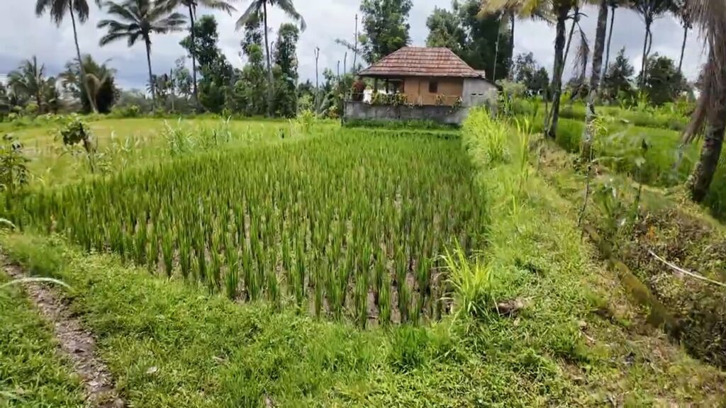 Bungalow en bois au Vanilla Garden dans la région de Tetebatu à Lombok
