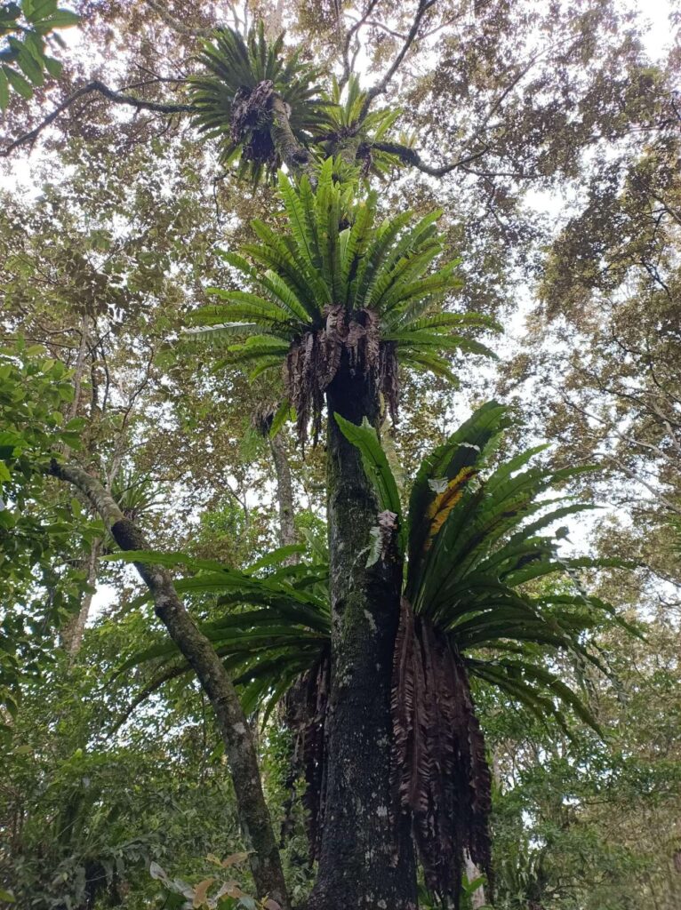 Forêt tropicale à Lombok avec fougères épiphytes poussant sur un grand arbre