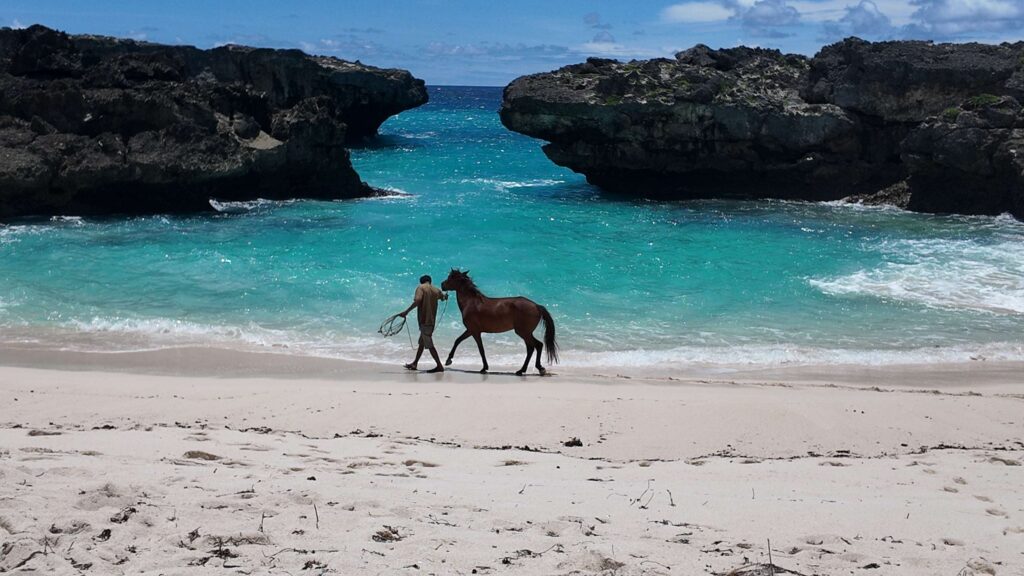 plage sumba cheval au bord de l ocean indien paysage sauvage