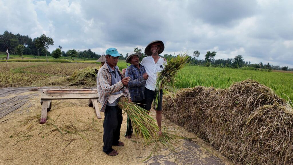 Récolte du riz avec des agriculteurs dans la région de Tetebatu à Lombok