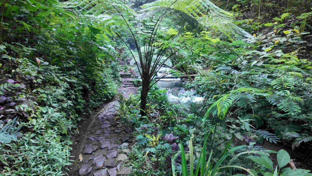 lombok pont bois chemin rivière végétation tropicale