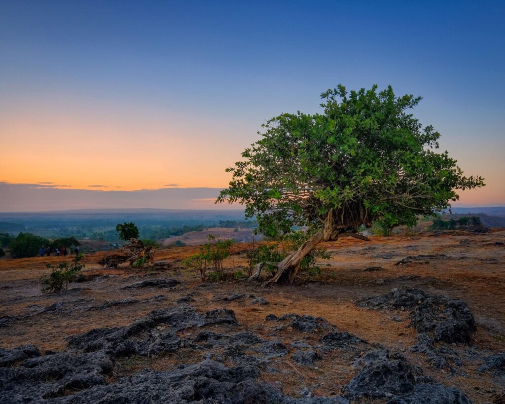 paysage sumba nature sauvage arbre solitude indonésie