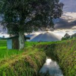 rizières lombok tetebatu vie simple environnement rural indonésie