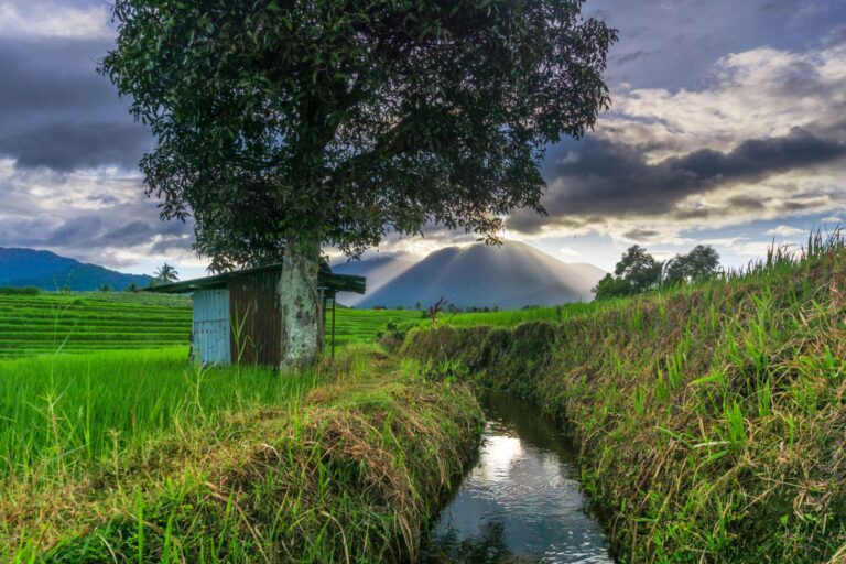rizières lombok tetebatu vie simple environnement rural indonésie